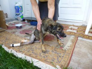 Λάρισα: Σκυλίτσα σερνόταν ανάπηρη – μετά από πυροβολισμό – επί 2 εβδομάδες και όλοι την έδιωχναν